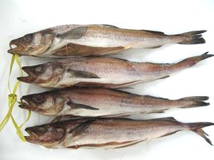 명태 코다리 1kg